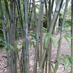 Bambu Bashania fargesii